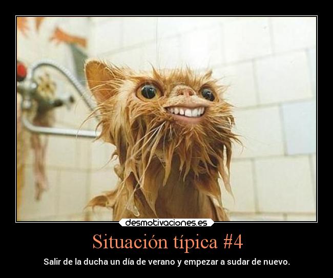 carteles gatos ducha sudorosa desmotivaciones