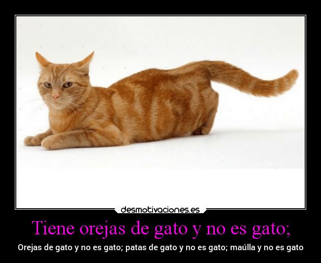 Tiene orejas de gato y no es gato; -