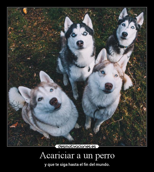 Acariciar a un perro - y que te siga hasta el fin del mundo.