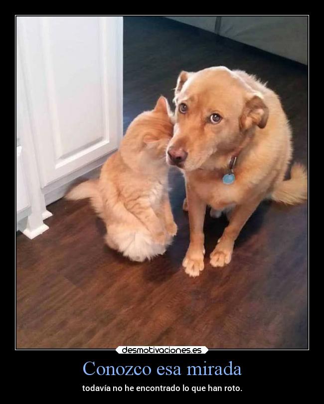 Conozco esa mirada -