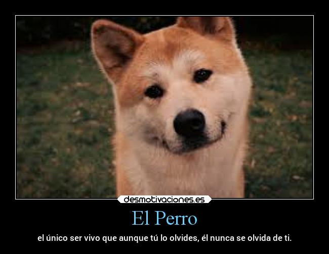 El Perro - el único ser vivo que aunque tú lo olvides, él nunca se olvida de ti.