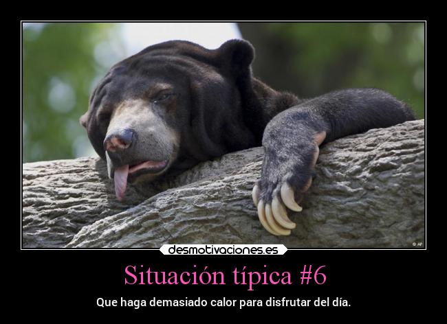 carteles animales humor verano desmotivaciones