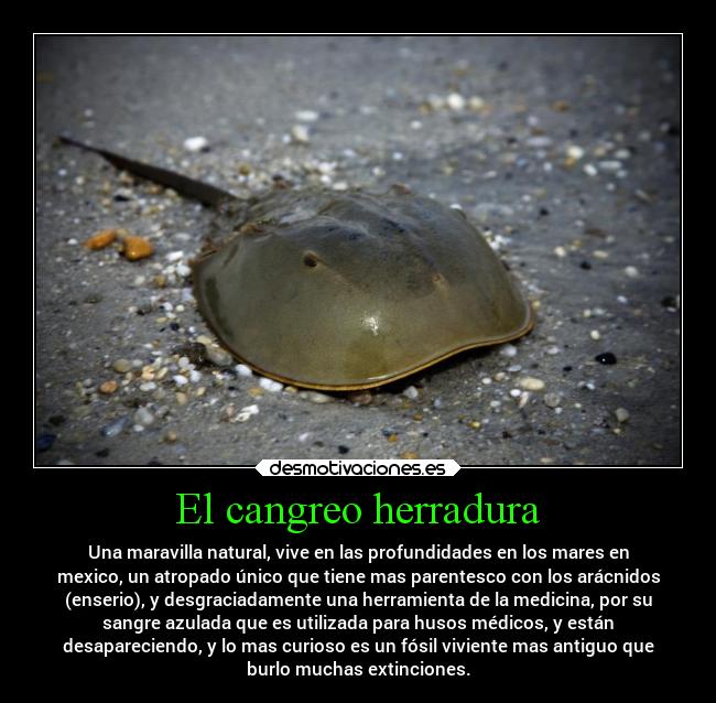 carteles animales mexico problemas extincion desmotivaciones