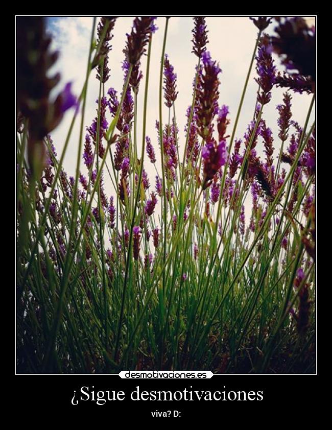 ¿Sigue desmotivaciones - viva? D: