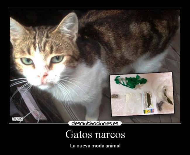 Gatos narcos - 