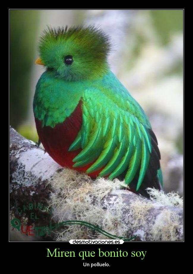 Miren que bonito soy - Un polluelo.