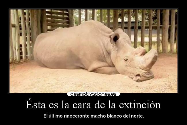 Ésta es la cara de la extinción - El último rinoceronte macho blanco del norte.