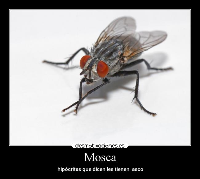 Mosca - 