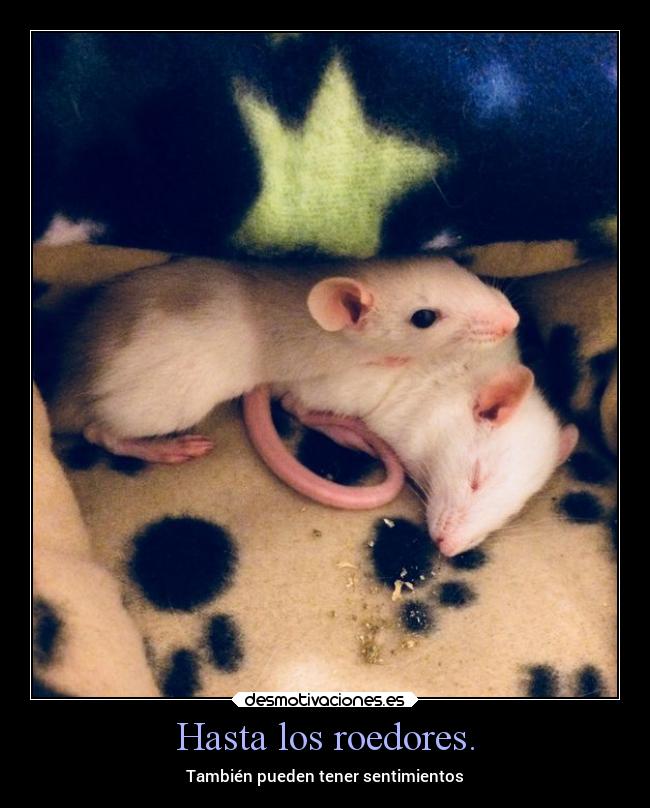 Hasta los roedores. - También pueden tener sentimientos
