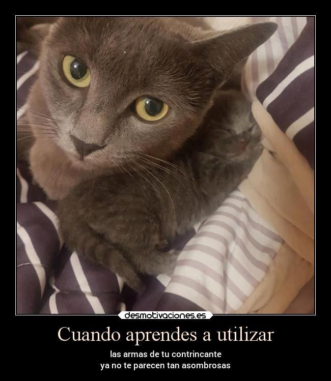 carteles amistad animales desmotivaciones