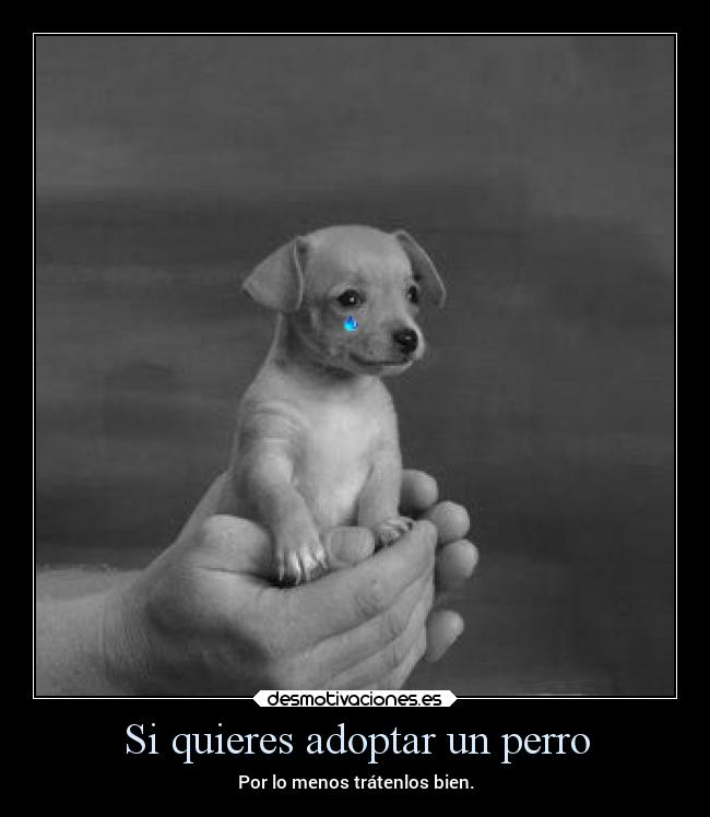 carteles animales amor desmotivaciones