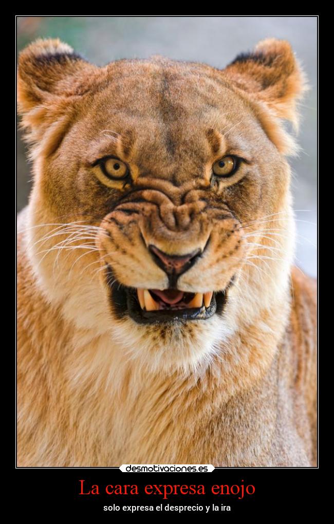 La cara expresa enojo - solo expresa el desprecio y la ira