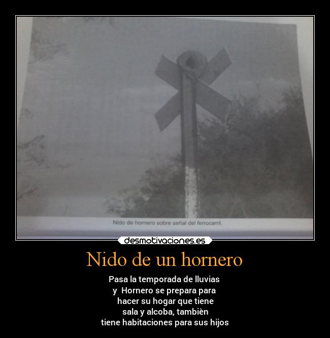 Nido de un hornero -