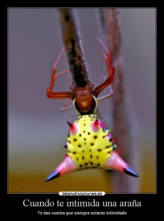 carteles animales intimidacion desmotivaciones