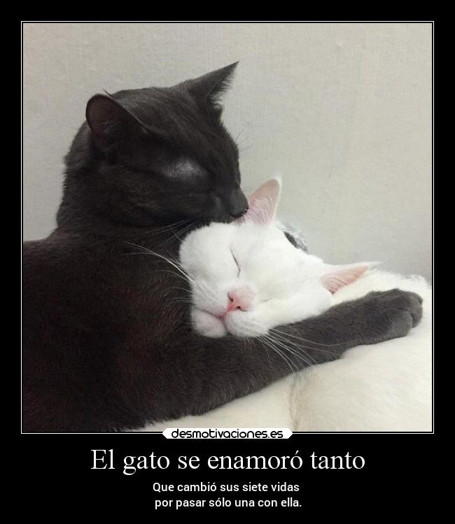 El gato se enamoró tanto - 