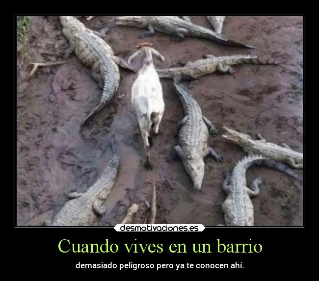 carteles vida humor numhub99 desmotivaciones