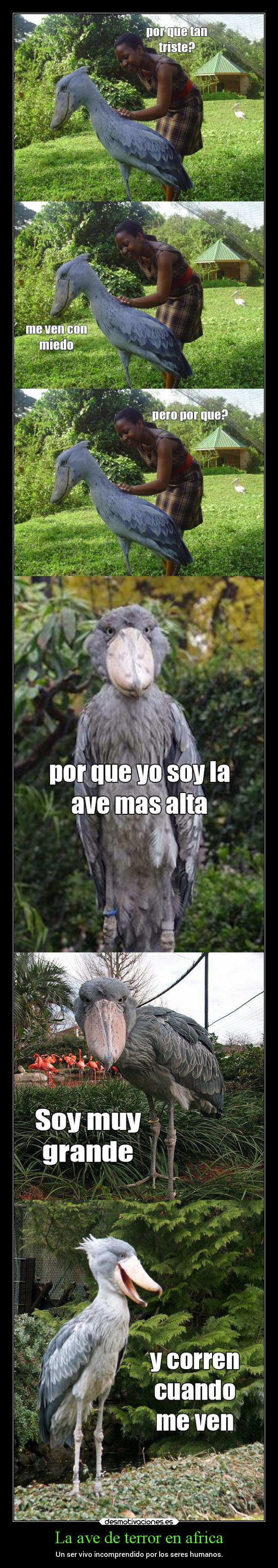 La ave de terror en africa - Un ser vivo incomprendido por los seres humanos.