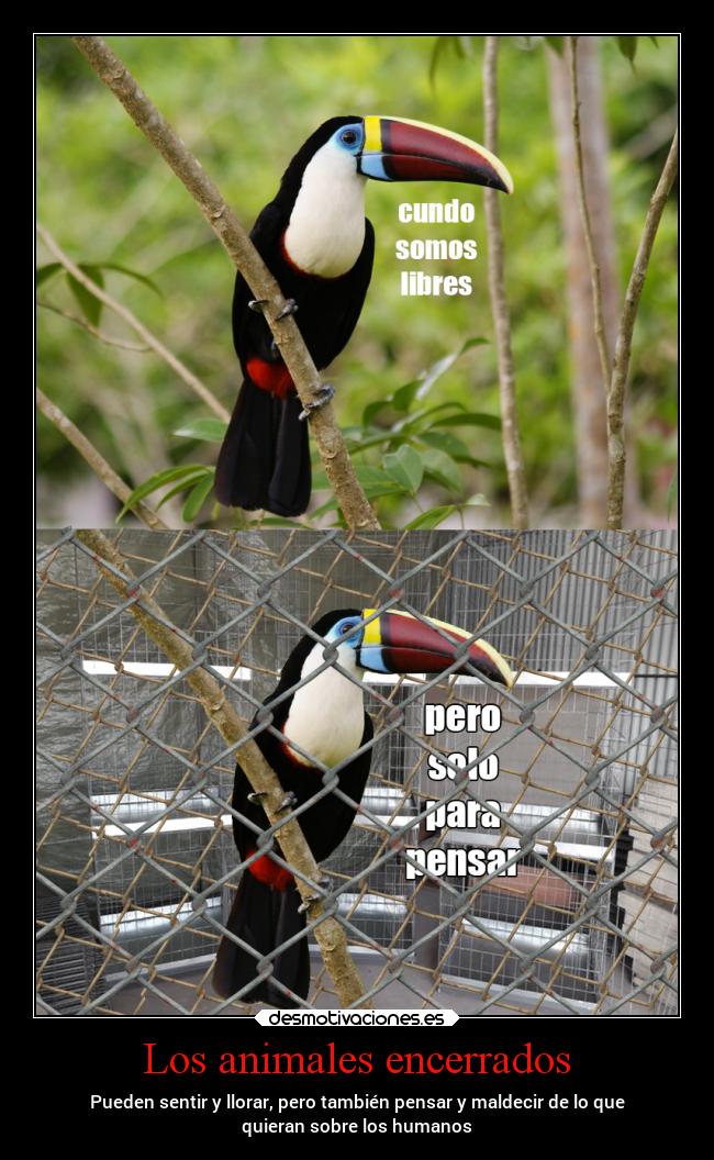 Los animales encerrados - Pueden sentir y llorar, pero también pensar y maldecir de lo que
quieran sobre los humanos