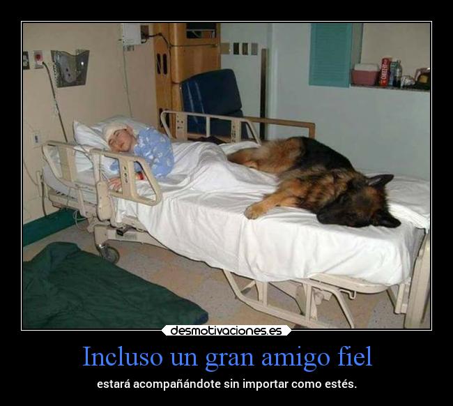 Incluso un gran amigo fiel - estará acompañándote sin importar como estés.