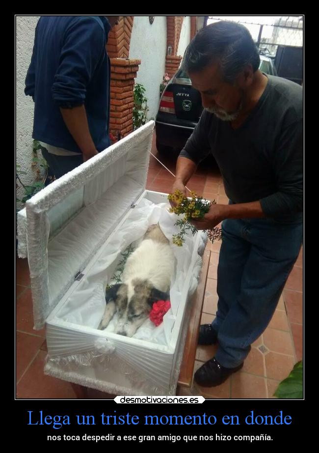 Llega un triste momento en donde - nos toca despedir a ese gran amigo que nos hizo compañía.