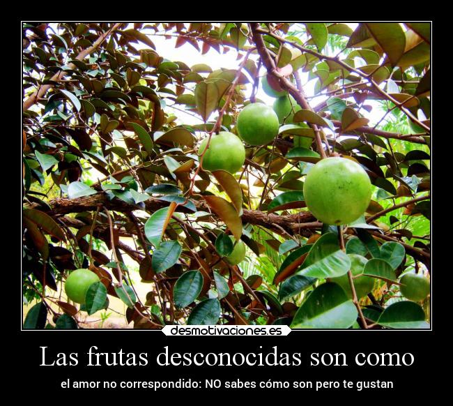 Las frutas desconocidas son como - el amor no correspondido: NO sabes cómo son pero te gustan