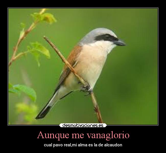 Aunque me vanaglorio - cual pavo real,mi alma es la de alcaudon