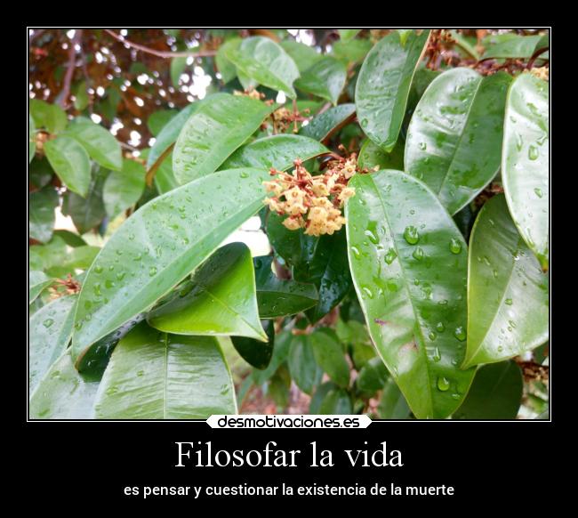 Filosofar la vida - es pensar y cuestionar la existencia de la muerte