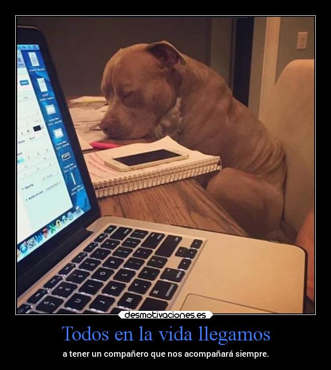 carteles vida vida nooppainolifeunofficial desmotivaciones