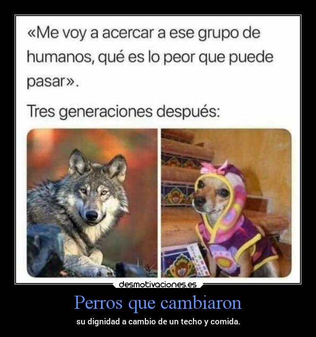 Perros que cambiaron - 