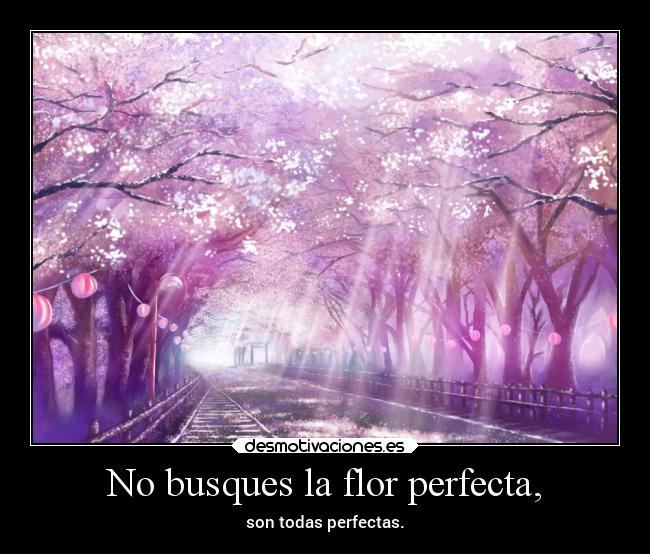 No busques la flor perfecta, -