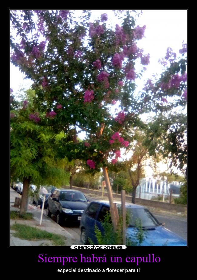 Siempre habrá un capullo - especial destinado a florecer para ti