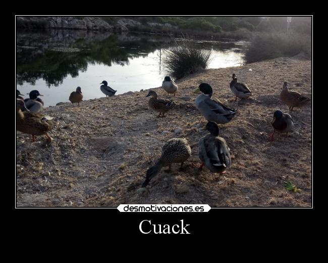 Cuack - 