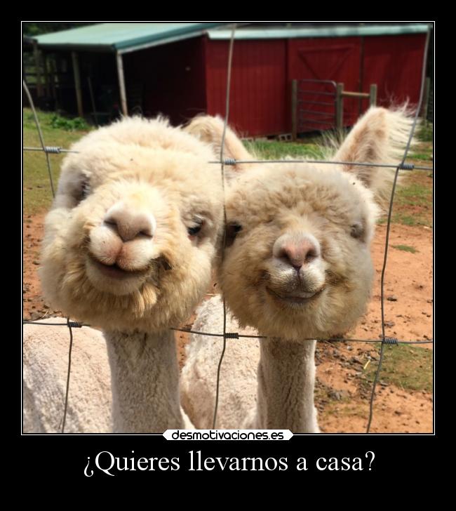 ¿Quieres llevarnos a casa? -