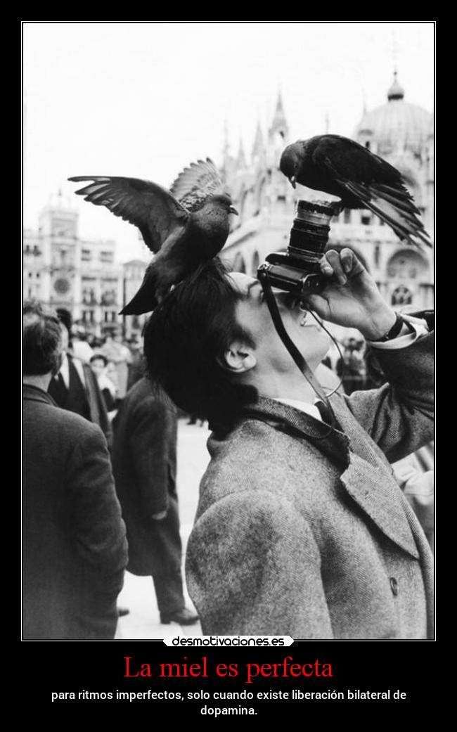 La miel es perfecta -