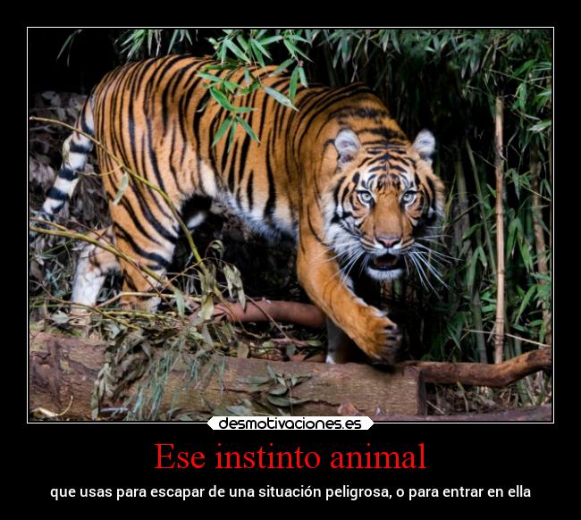 Ese instinto animal - 