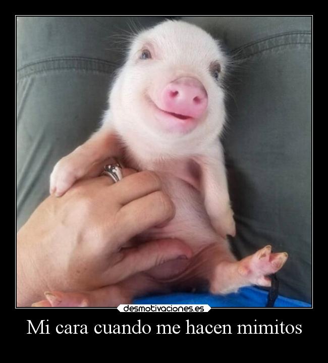 Mi cara cuando me hacen mimitos - 