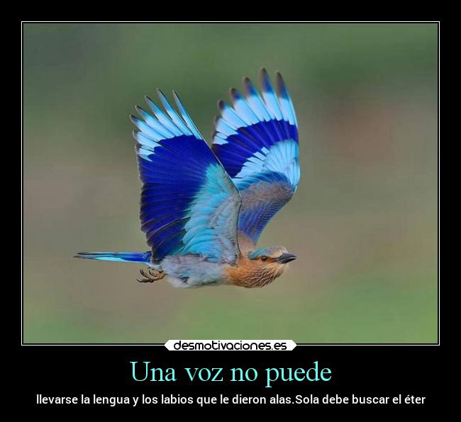 Una voz no puede - llevarse la lengua y los labios que le dieron alas.Sola debe buscar el éter