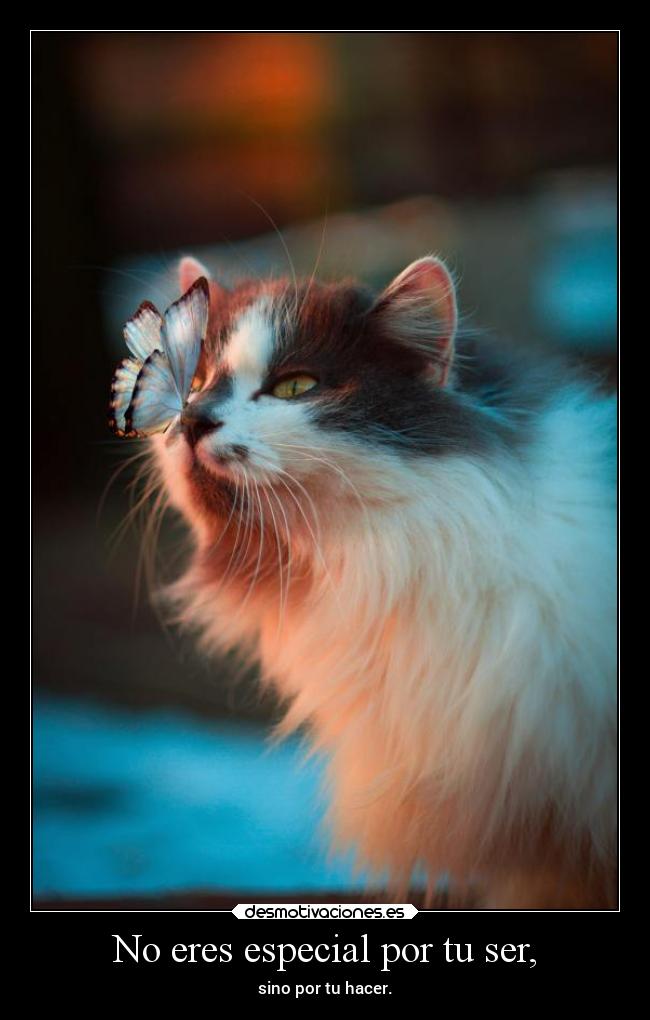 No eres especial por tu ser, - 