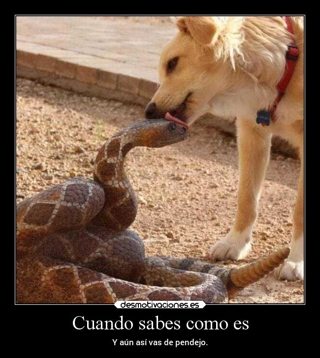 Cuando sabes como es - Y aún así vas de pendejo.