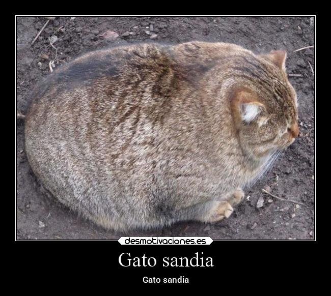 Gato sandia - Gato sandia