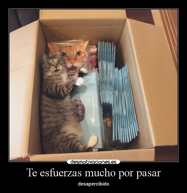 Te esfuerzas mucho por pasar - desapercibido