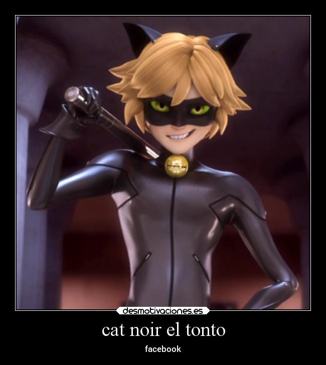 cat noir el tonto -