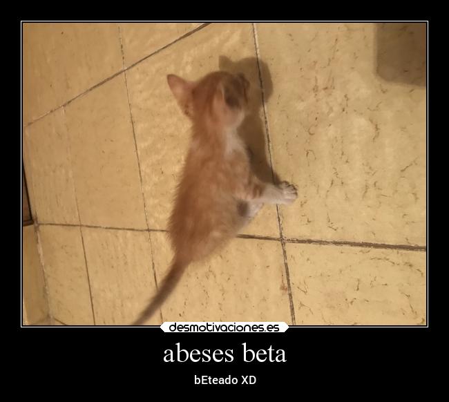 abeses beta - bEteado XD