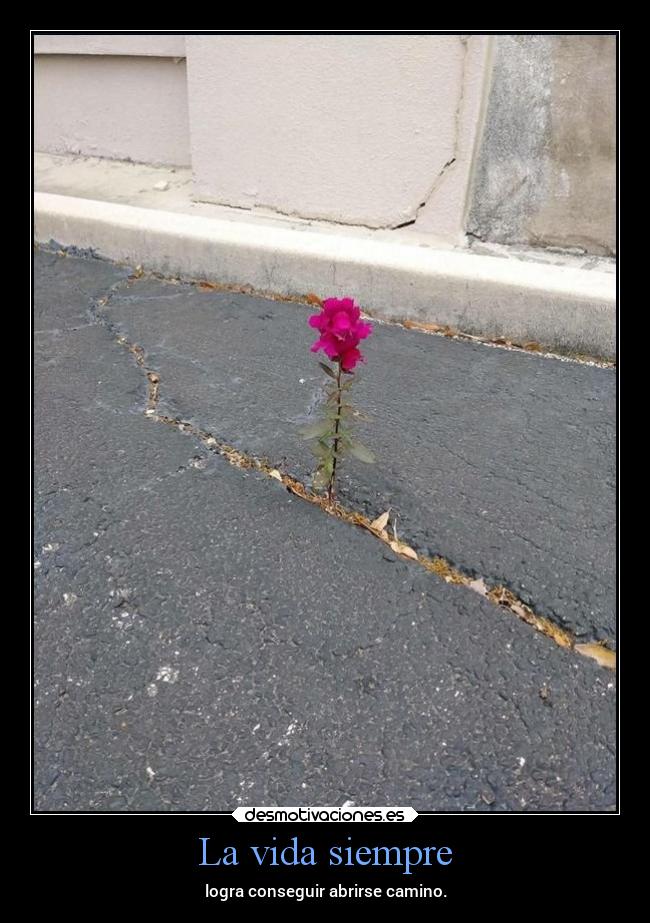 La vida siempre - logra conseguir abrirse camino.