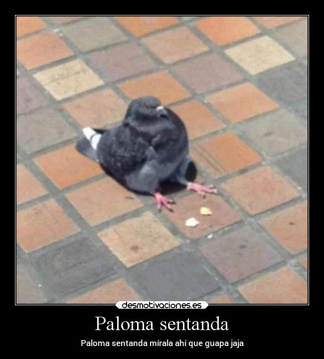 Paloma sentanda - Paloma sentanda mírala ahí que guapa jaja