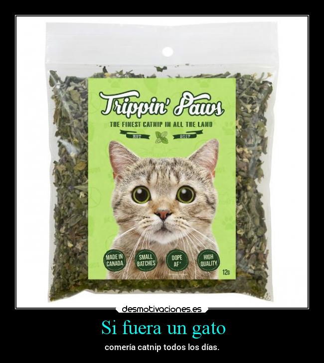 Si fuera un gato - comería catnip todos los días.