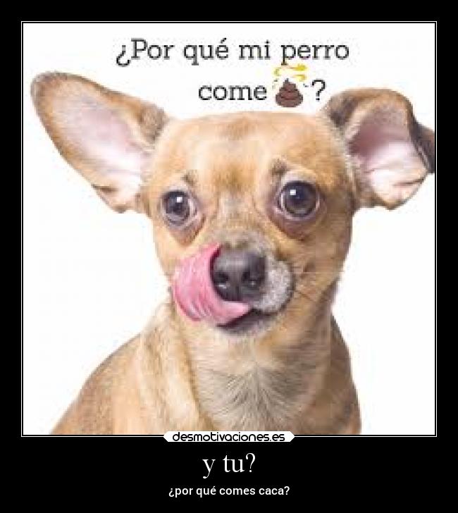 y tu? - ¿por qué comes caca?