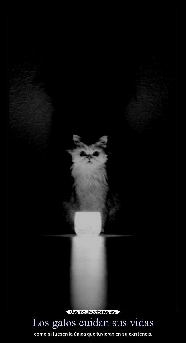 Los gatos cuidan sus vidas - 