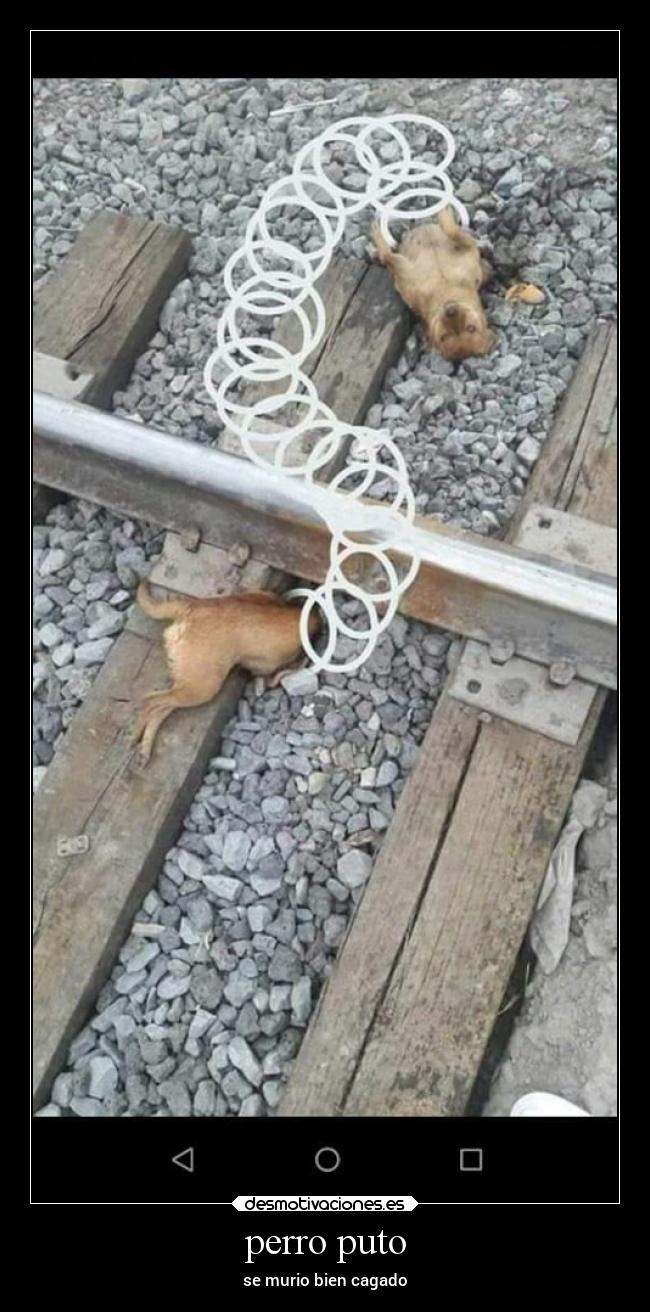 perro puto - 