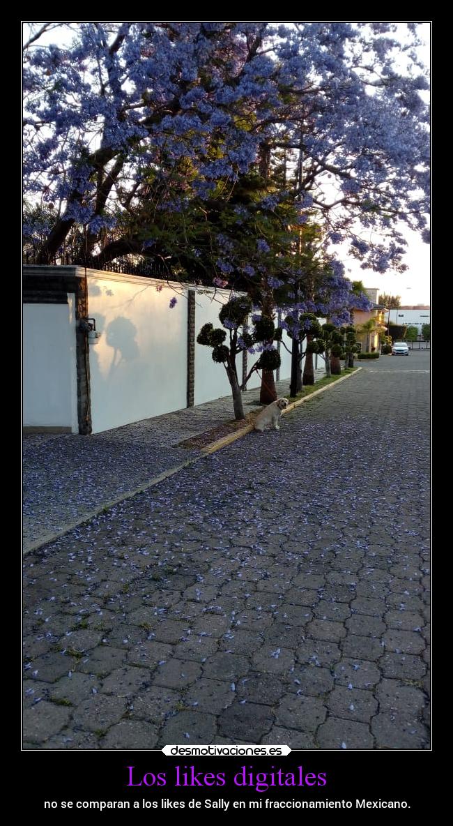 Los likes digitales - no se comparan a los likes de Sally en mi fraccionamiento Mexicano.